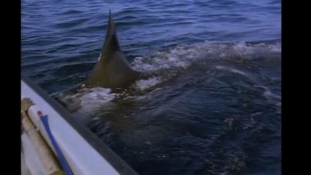 Great White Shark - The Silent Stalker