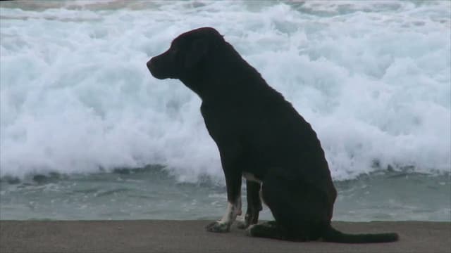 Bali: Island of the Dogs