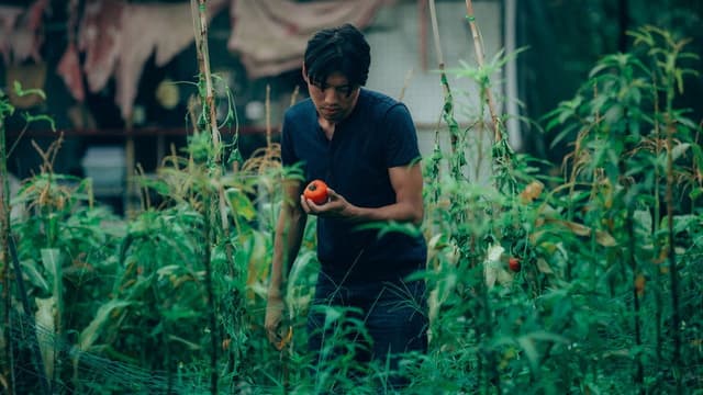 Taste Of Tomato