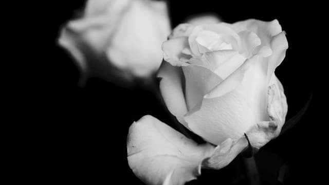 Petals of Doubt