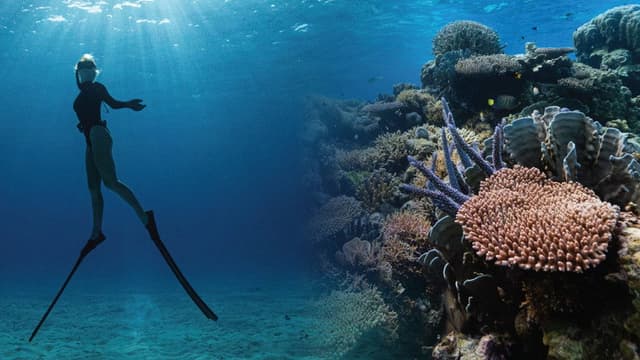 Corals’ Last Stand