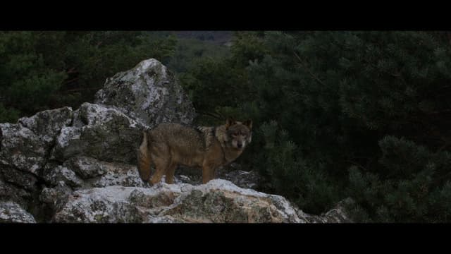 Cimarrón