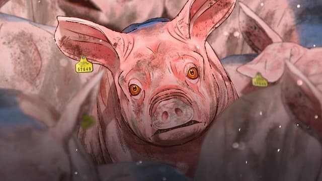 Pig That Survived Foot-and-Mouth Disease
