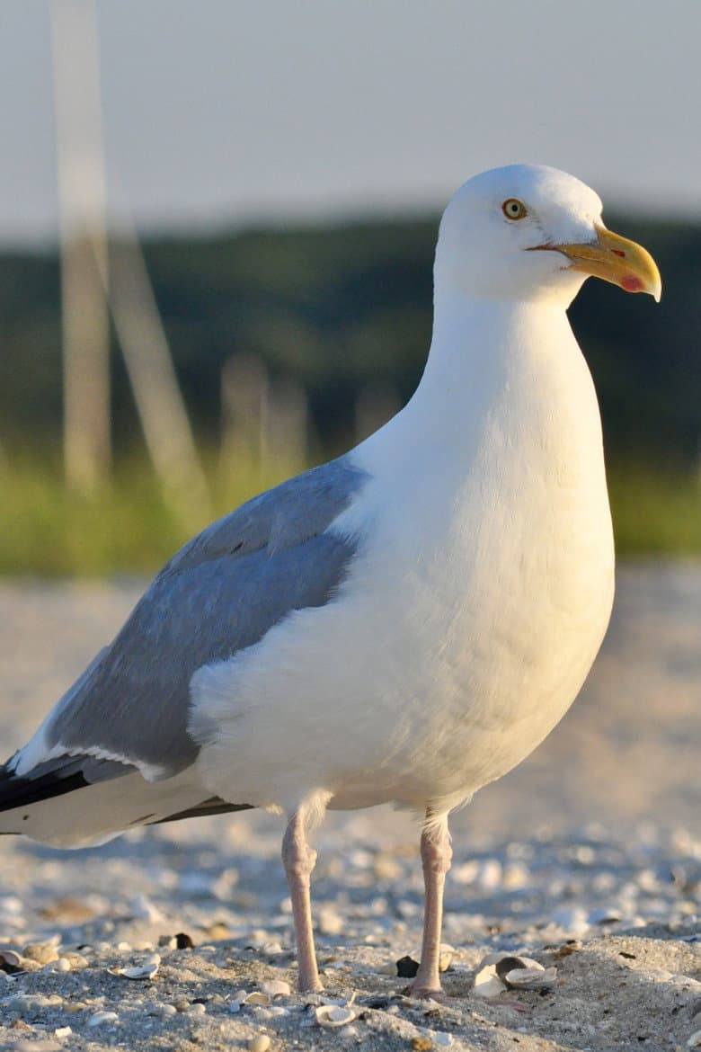seagull