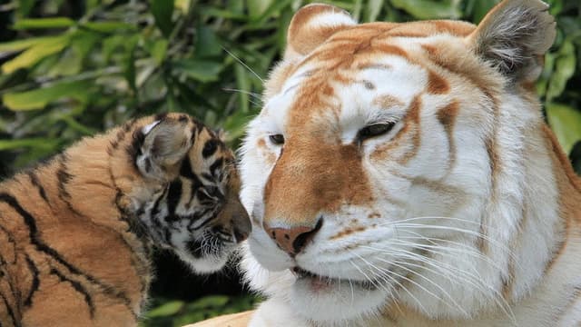 The Miracle Tiger