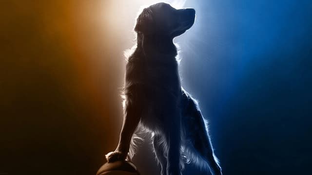 Air Bud Returns