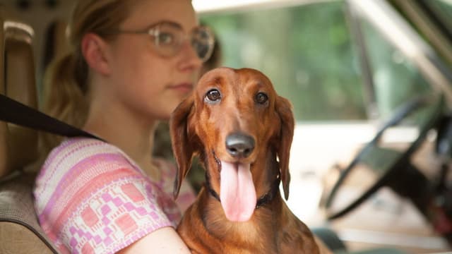 Wiener-Dog