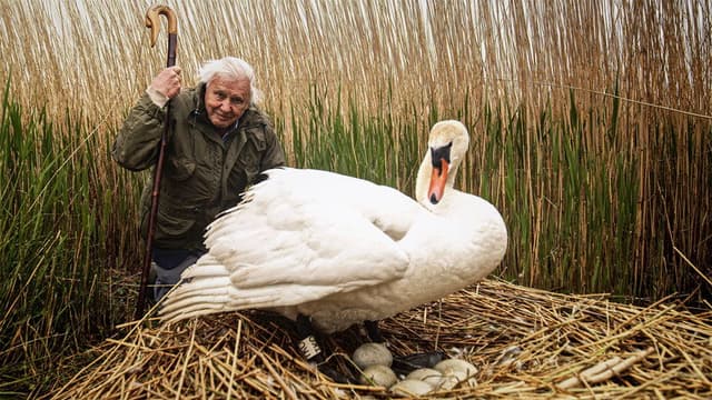 Attenborough's Wonder of Eggs