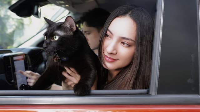 Devil Black Cat