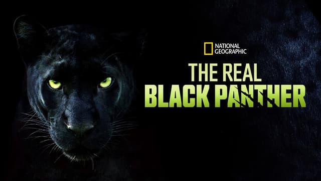The Real Black Panther