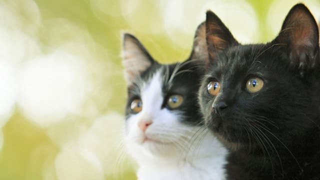 Cats Don't Come When You Call