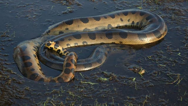 Anaconda: Queen of the Serpents