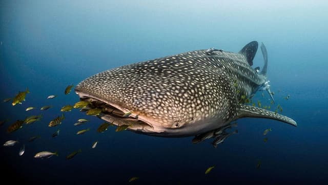 Le long voyage d'un requin-baleine