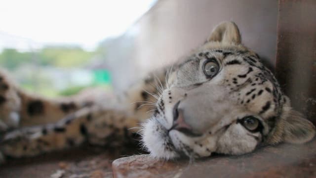 Snow Leopards of Leafy London