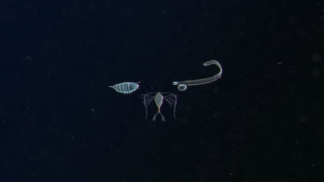 Plankton