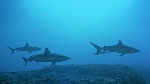 Atlantis