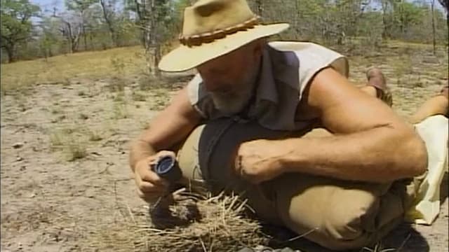 In The Bush