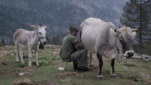 Cows on the Roof