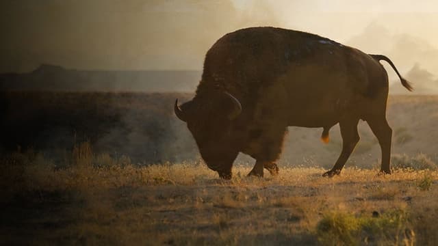 La grande prairie, le pacte du bison