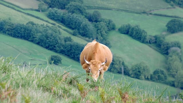 Moo! The Epic Horns