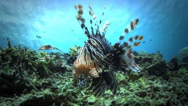 72 Dangerous Animals: Australia