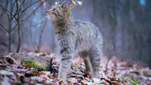 Wild Forests