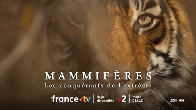 Mammifères, les conquérants de l'extrême