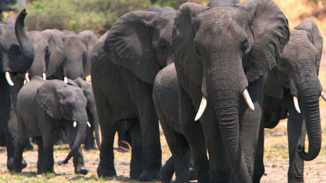 Elephants on the Run