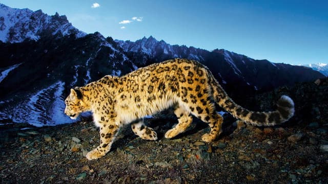 National Geographic Explorer