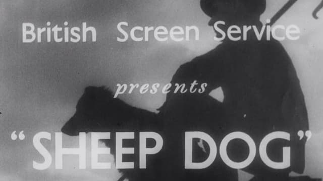 Sheep Dog