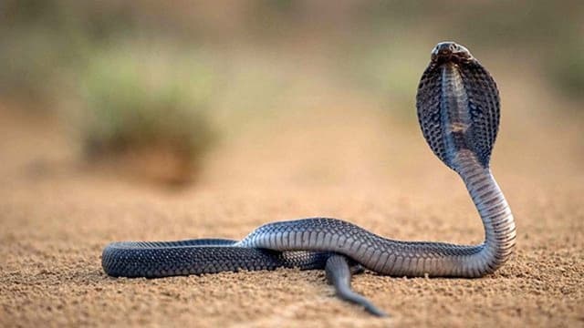 One Million Snake Bites