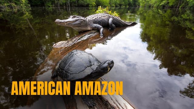 American Amazon