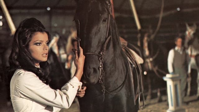 Black Beauty