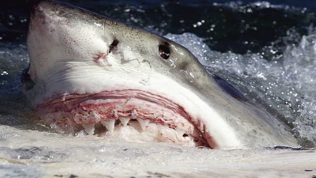 Killer Sharks: The Attacks of Black December