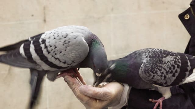 The Pigeon