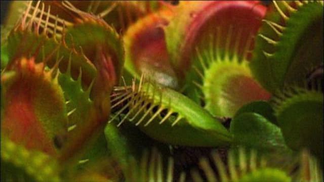 What Plants Talk About