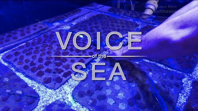 Voice of the Sea
