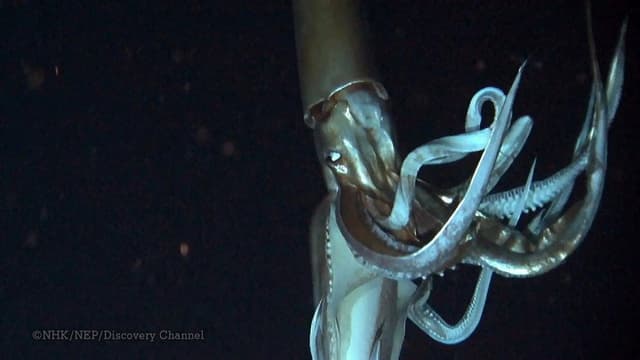 Deep Ocean