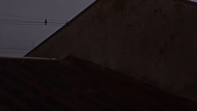 apocalipse dos animais