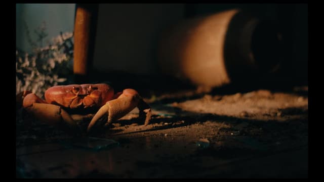Crabs in the Air
