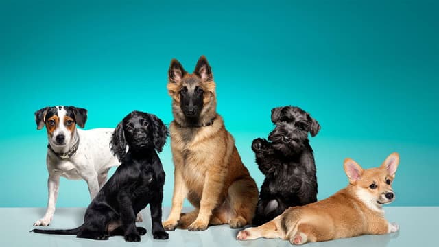 The Puppy School