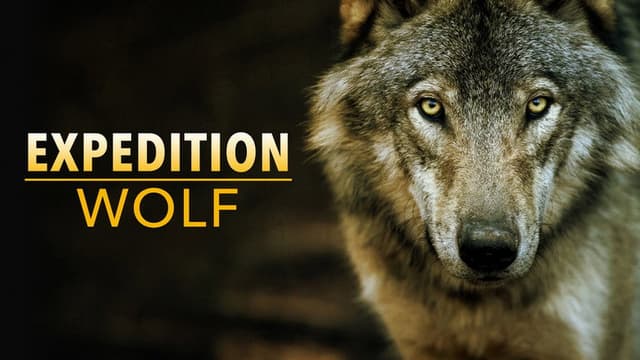 Expedition Wolf