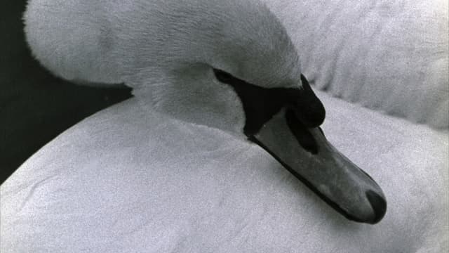 Swan