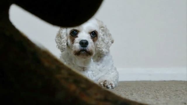 Dog Noise