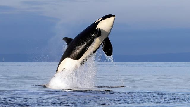 Orcas - Herrscher der Meere