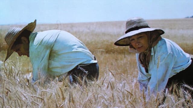 Tierra de rastrojos