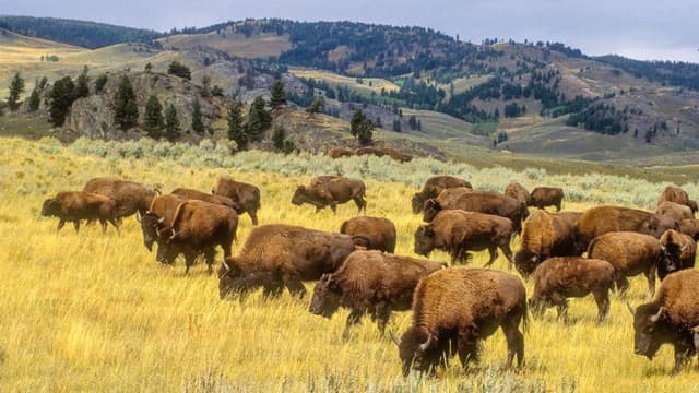 Yellowstone in Four Seasons