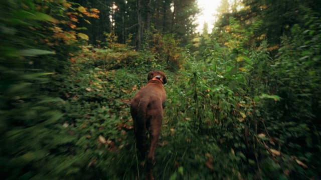 Bloodhound Dog