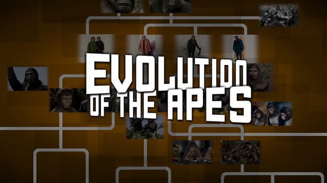Evolution of the Apes