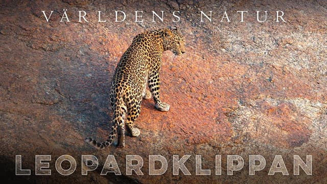 The Leopard Rocks